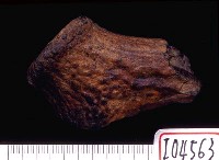 藏品(鹿角基部)的圖片